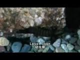 造網トビケラの蠕動運動