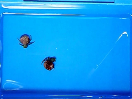 ヤドカリのオス間闘争：挑戦者は負けた相手とは闘争せず