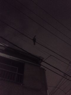 住宅街のハクビシン