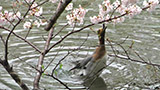 桜の花を水面に落として食べるヒドリガモ