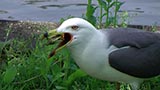 ミシシッピアカミミガメの子亀を食べるウミネコ