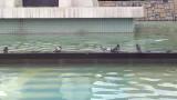 ドバトの水浴び