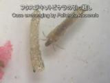 トビケラの巣の引っ越し