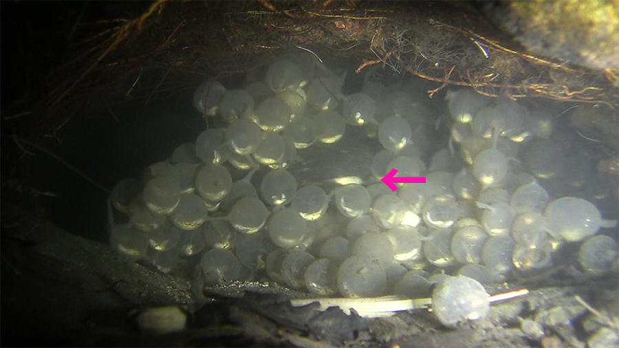 自然産卵巣穴のデンマスターによる食卵