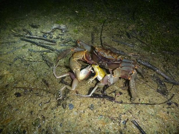 クロベンケイガニに捕食されるリュウキュウカジカガエル抱接ペア