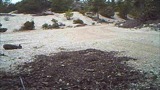 Video 1 Bobcat Body Rubbing