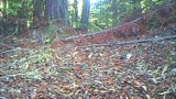 Video 2 Bobcat Claw Marking