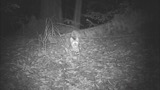 Video 3 Bobcat Flehmen Response