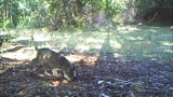 Video 4 Bobcat Olfactory Investigation