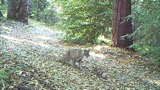 Video 5 Bobcat Scraping