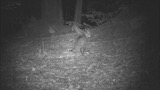 Video 6 Bobcat Urine Spraying