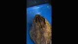 ミネフジツボの蔓脚の動かし方の変化（通常・脱皮後）