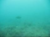オハグロベラの縄張り雄によるペア産卵
