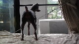 イヌの屋外への警戒発声（唸り）