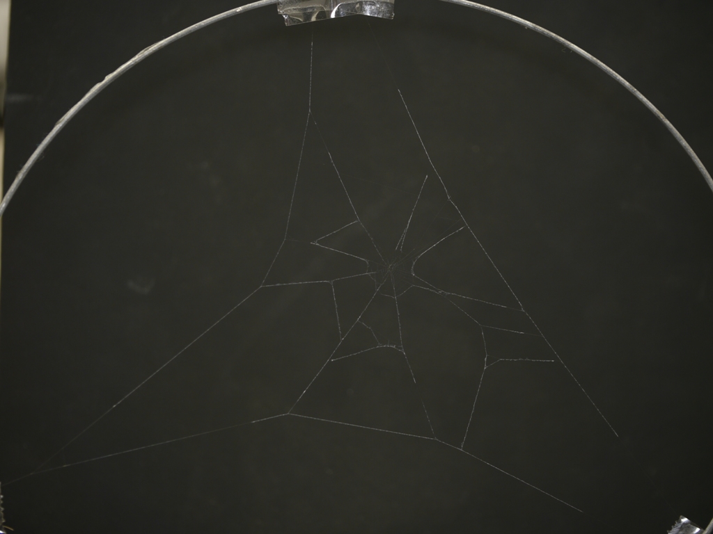 縦糸に装飾糸をつけるギンメッキゴミグモ