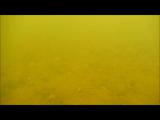 イタセンパラの繁殖行動‐ペアリング‐