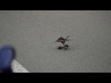 雄のショウドウツバメによる死体(雄)への同性間交尾