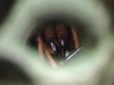 ワスレナグモの採餌