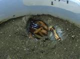 ワスレナグモの毛虫やナメクジへの反応