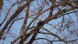 Hooded crow possibly using a bark to peel a branch