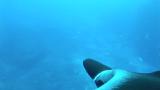 A manta ray in the Revillagigedo Islands unrolls its cephalic lobe prior to engaging in a social interaction with another manta.