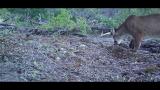 Figure 1 Puma Creating Scrape