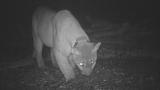 Figure 2: Gray Fox Cheek Rubbing
