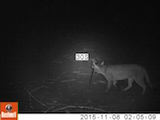 An African wildcat spray-marking a 3-mercapto-3-methylbutanol dispenser after having sniffed it.