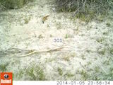 A slender mongoose (Galerella sanguinea) rubbing and scent marking a 3-mercapto- 3-methylbutanol dispenser