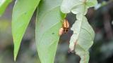 Maternal care and defensive behaviour of Cassidinae in Brazil
