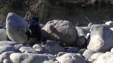 ハシボソガラスの氷球砕き