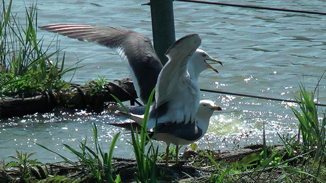 ウミネコの交尾