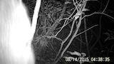 八幡岳（佐賀県）で撮影されたアライグマとムササビ