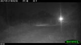 A group of 10 honey badgers in northern Botswana
