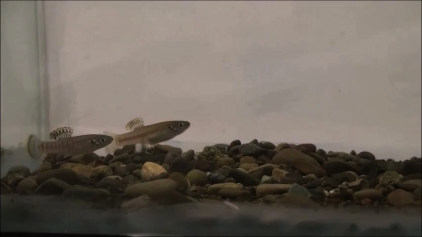 Aggressive behaviours of Brachyrhaphis olomina