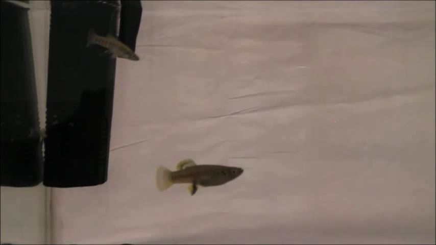 Mating behaviour of Brachyrhaphis olomina