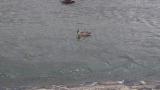 カルガモの潜水採餌