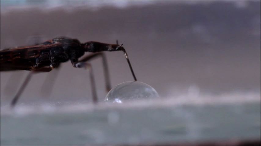 Fixed action pattern in a kissing bug (Triatominae): vision, gustation, proboscis extension and drinking of water