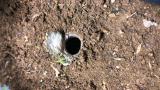 キシノウエトタテグモの閉扉行動