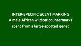 African wildcat (Felis silvestris cafra) overmarks large-spotted genet (Genetta maculata) scent