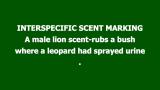 A male lion scent rubs on a leopard urine scent mark