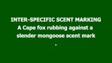 Cape fox (Vulpes chama) scent-rubs on slender mongoose (Gallerella sanguinea) scent mark