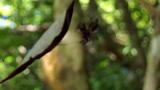 リュウキュウヒメグモを捕食しようとしたケアシハエトリ