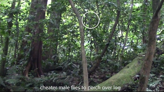 A rare case of cheating in a lek-breeding Neotropical manakin