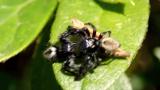 ネコハエトリの雄間闘争