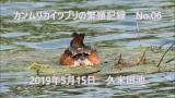 カンムリカイツブリの産卵