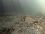イタセンパラの繁殖行動