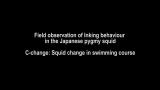 イカ墨による逃避行動の野外観察（C-change）