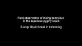 イカ墨による逃避行動の野外観察（S-stop）