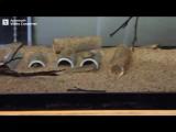アシシロハゼの繁殖行動